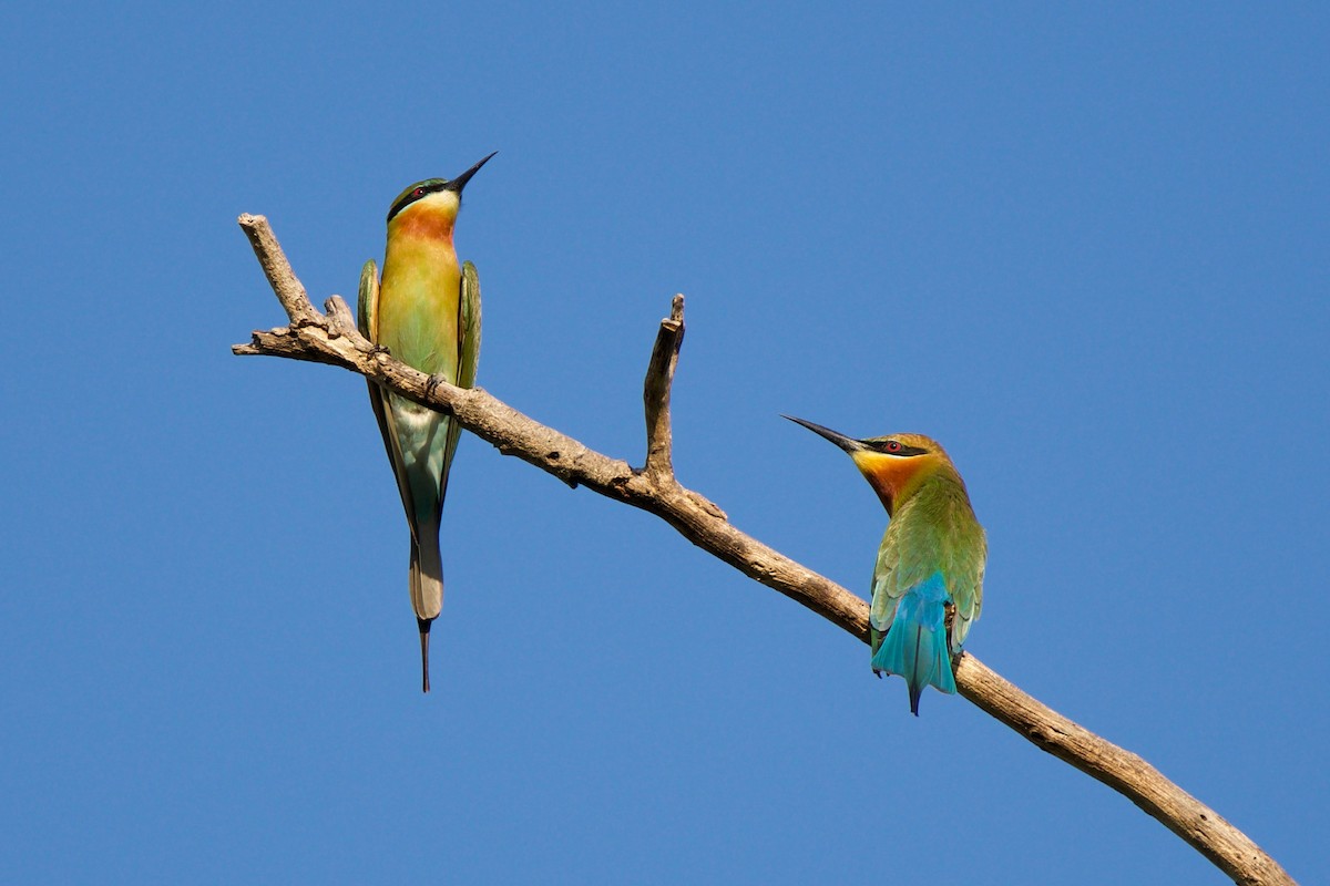 Blue-tailed Bee-eater - ML402913221