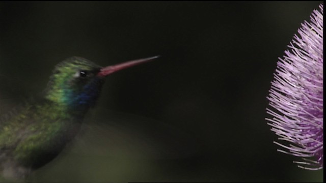 Broad-billed Hummingbird - ML402918