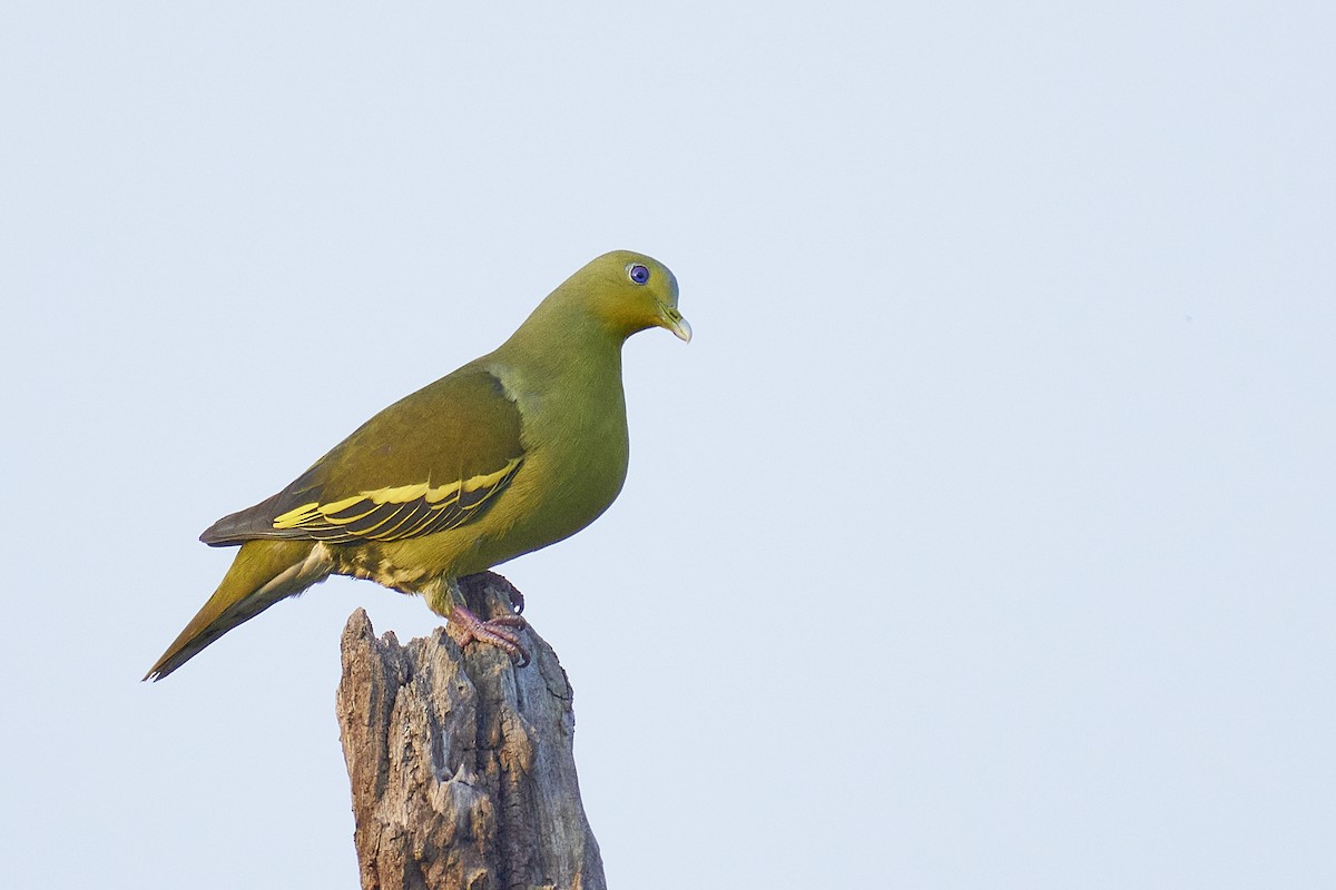 Gray-fronted Green-Pigeon - Raghavendra  Pai