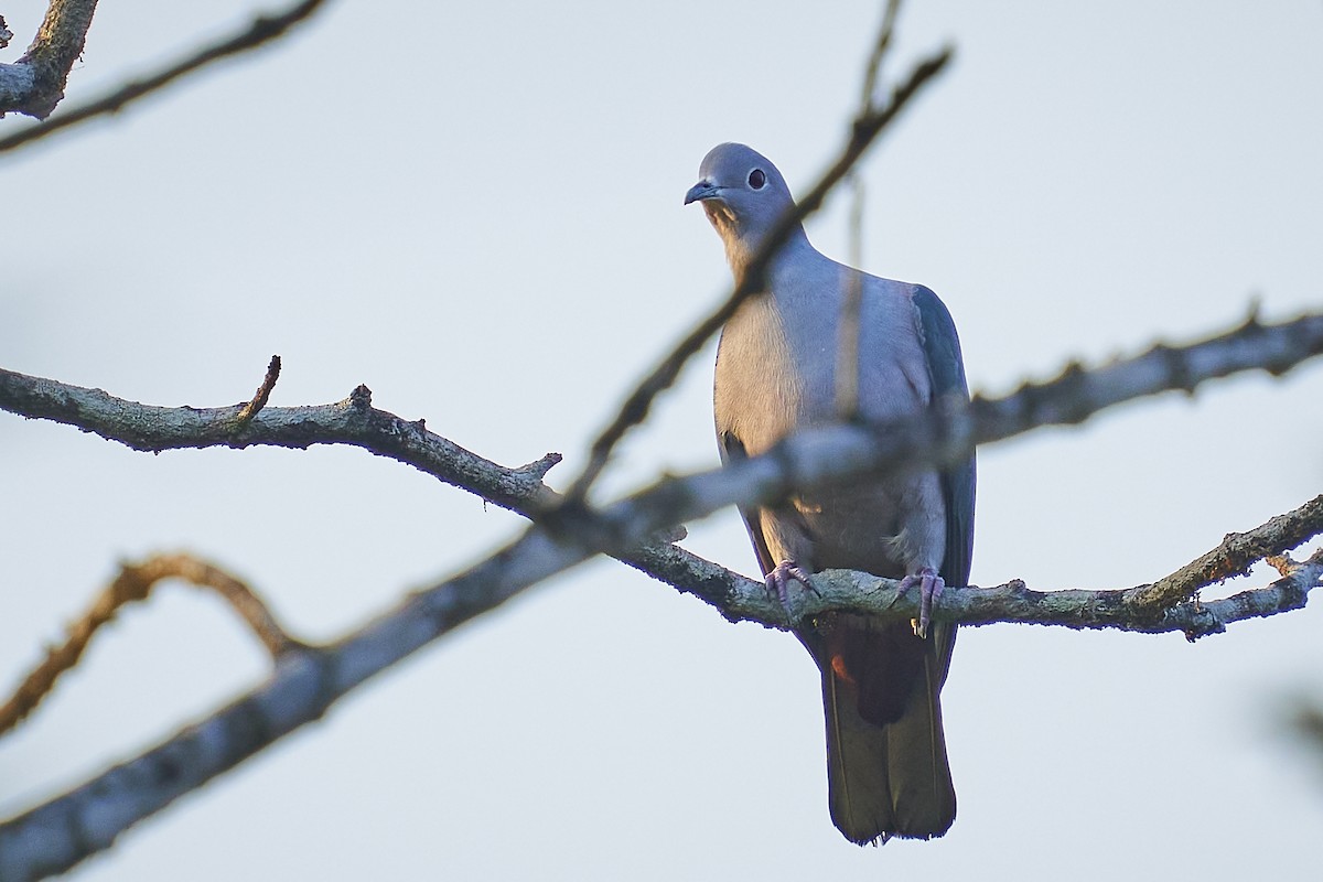 Green Imperial-Pigeon - ML402919321
