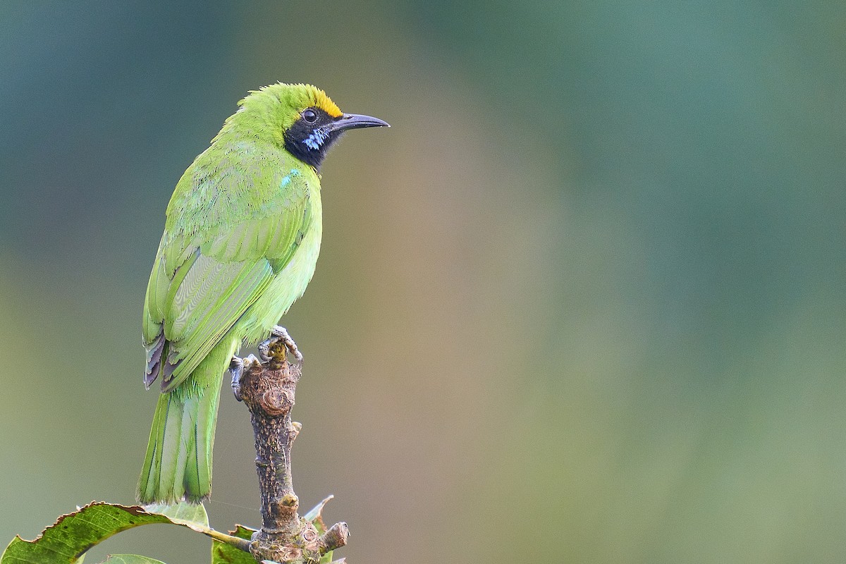 Golden-fronted Leafbird - Raghavendra  Pai