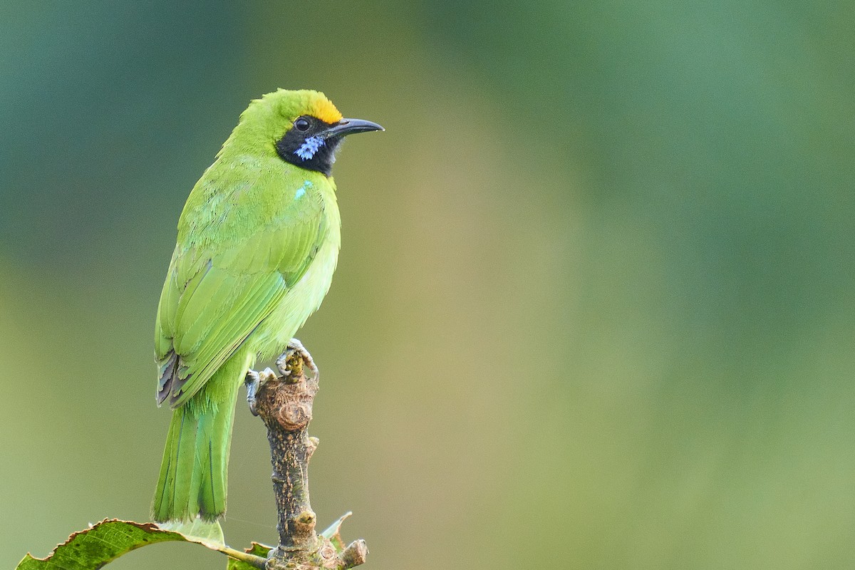 Golden-fronted Leafbird - Raghavendra  Pai
