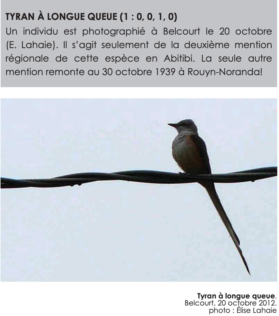 Scissor-tailed Flycatcher - Comité d'homologation des oiseaux rares du Québec