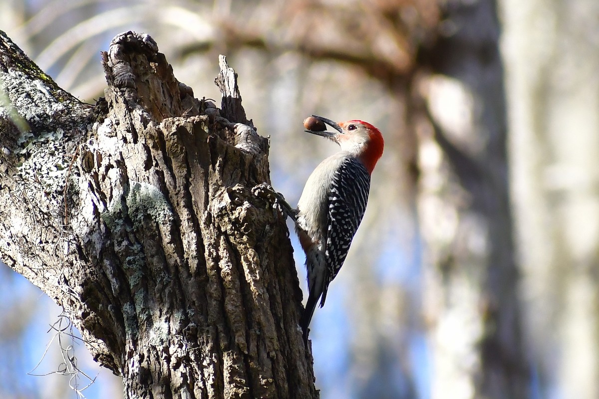 Red-bellied Woodpecker - ML402923741