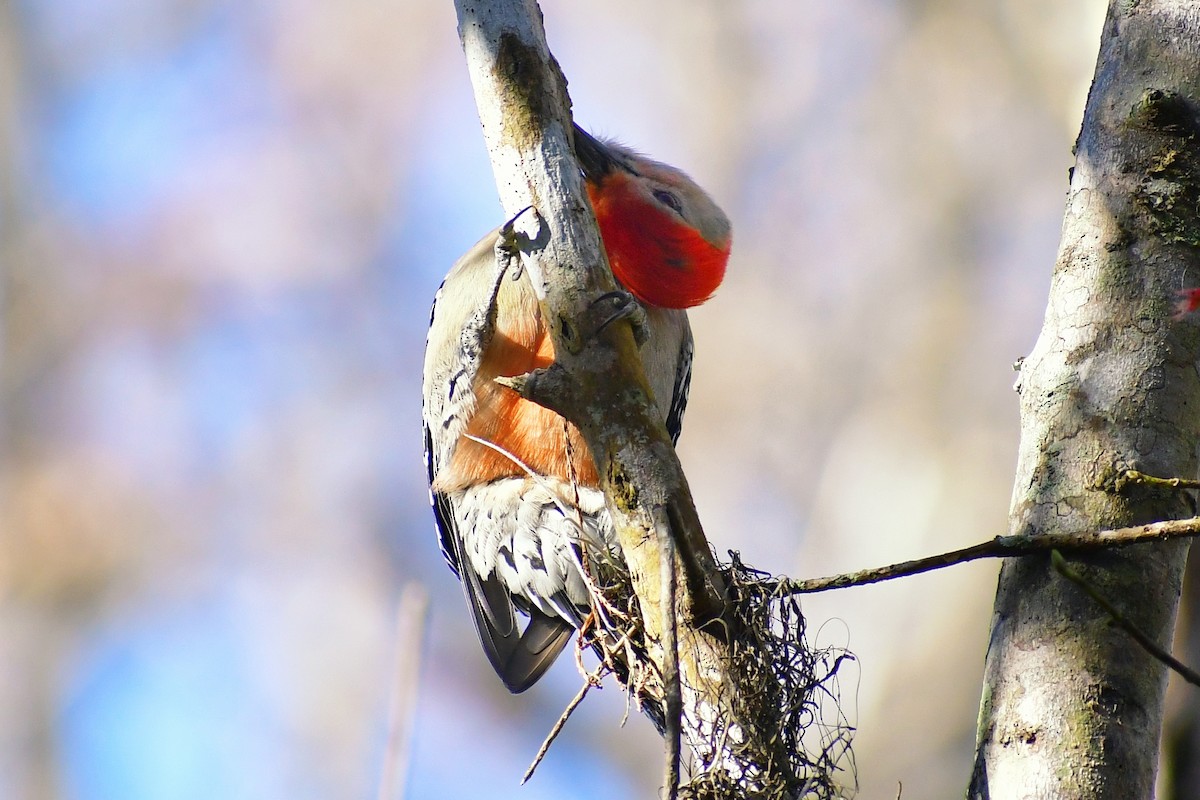 Red-bellied Woodpecker - ML402923771