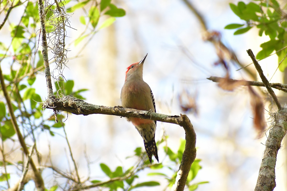 Red-bellied Woodpecker - ML402923781