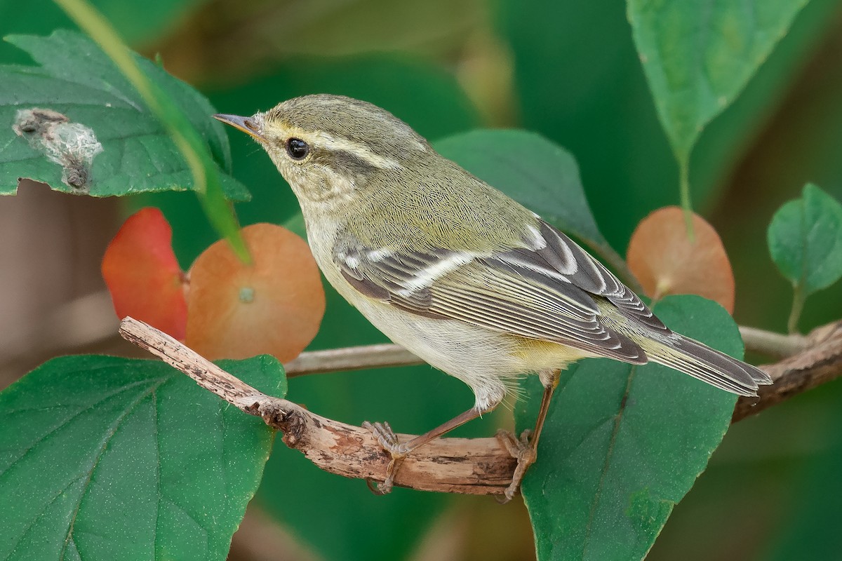 Yellow-browed Warbler - ML402927491