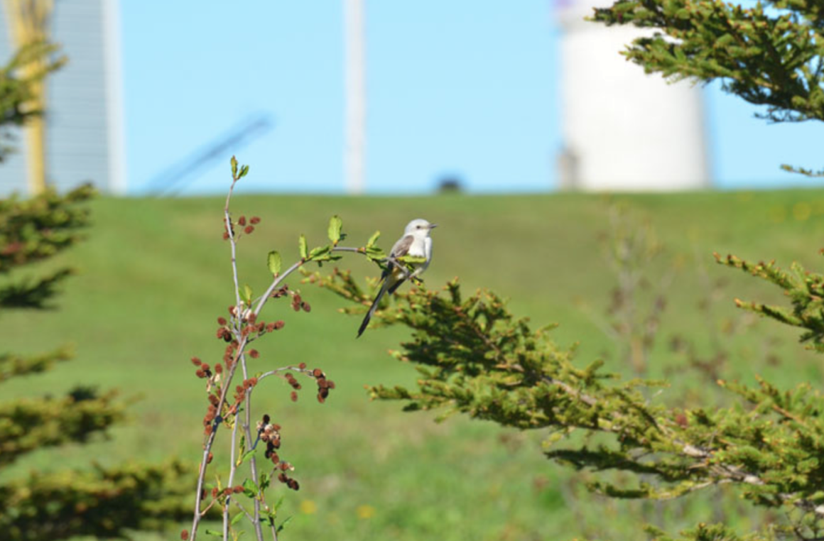 Scissor-tailed Flycatcher - Comité d'homologation des oiseaux rares du Québec