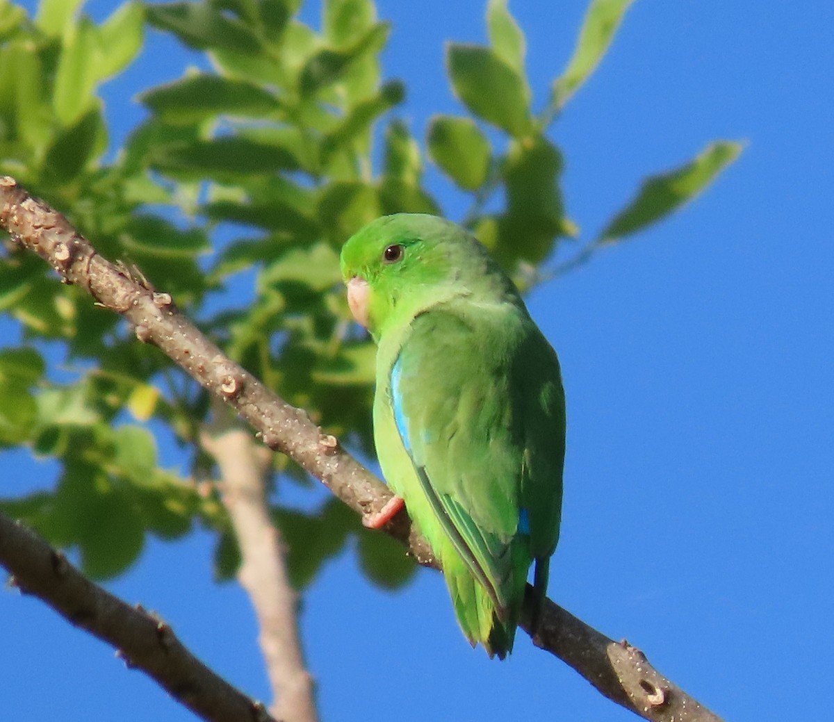 Turquoise-winged Parrotlet - ML402933541