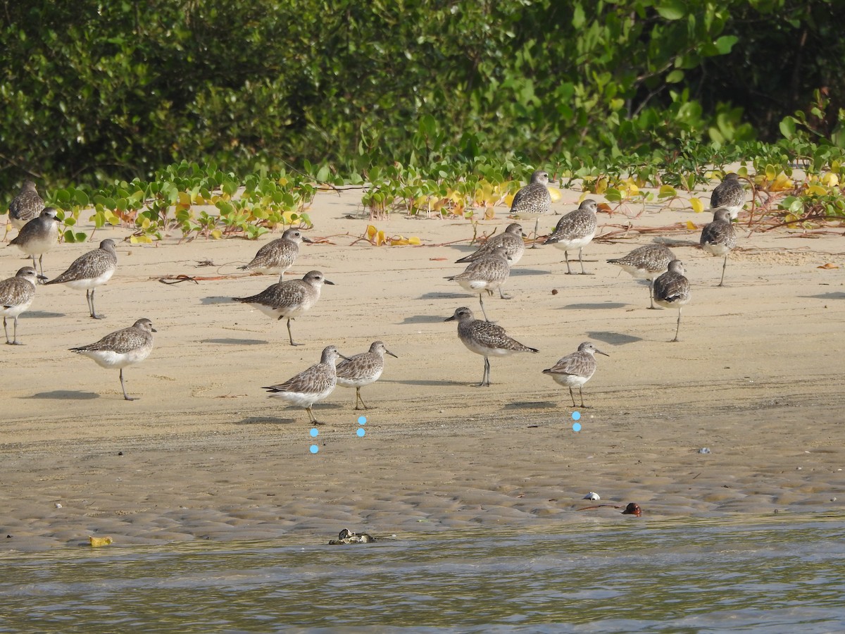 Great Knot - ML402934111
