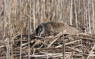 Canada Goose, ML40294991