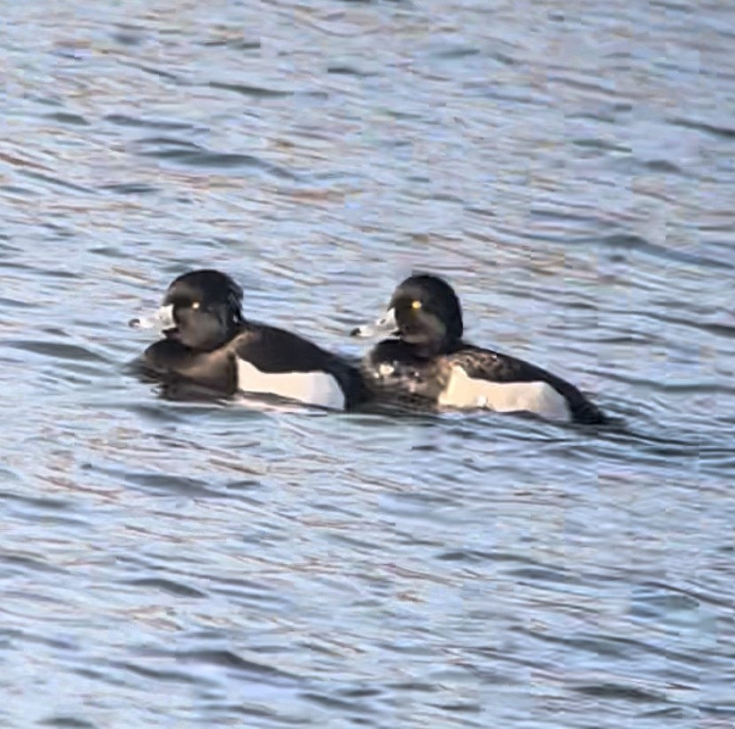 Tufted Duck - ML402950941