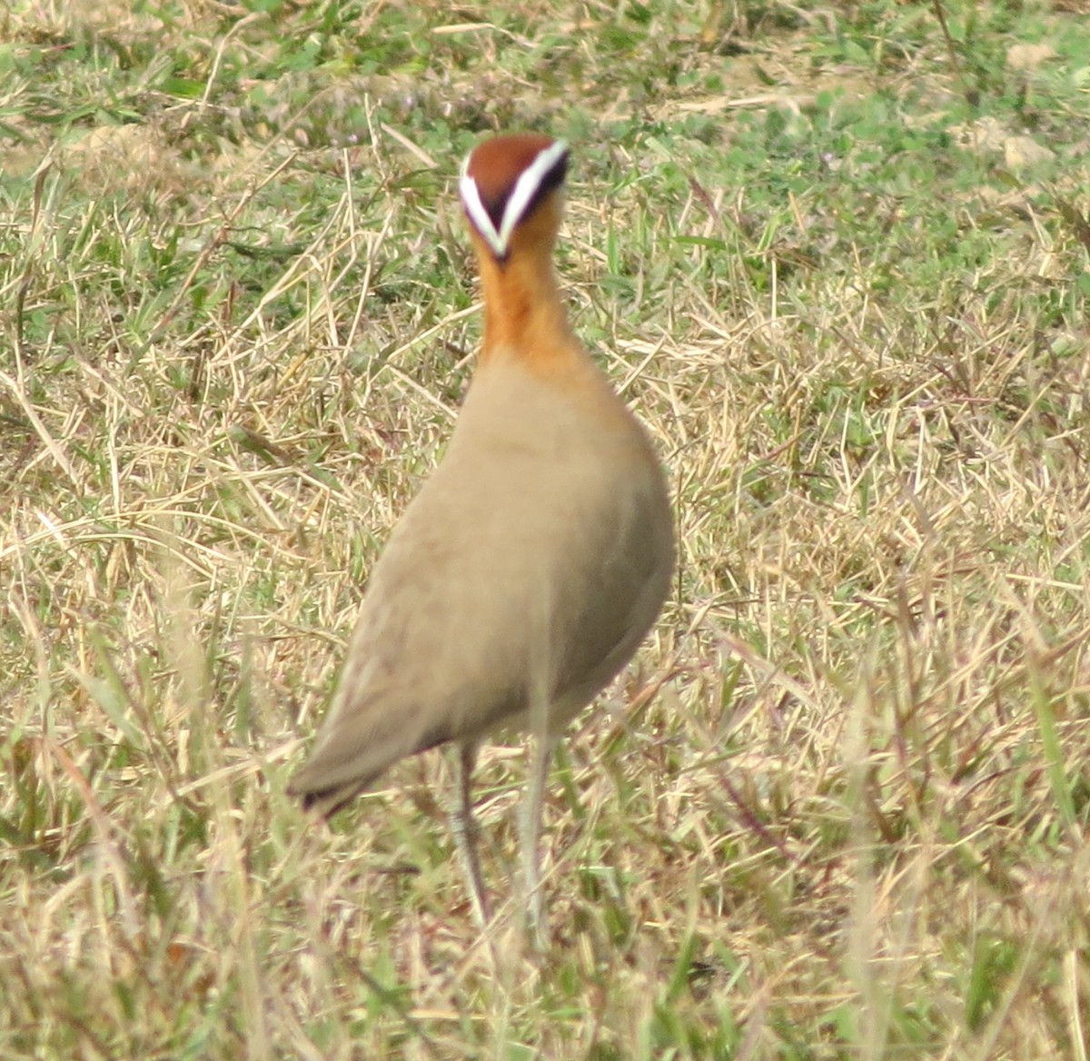 Indian Courser - ML402956131