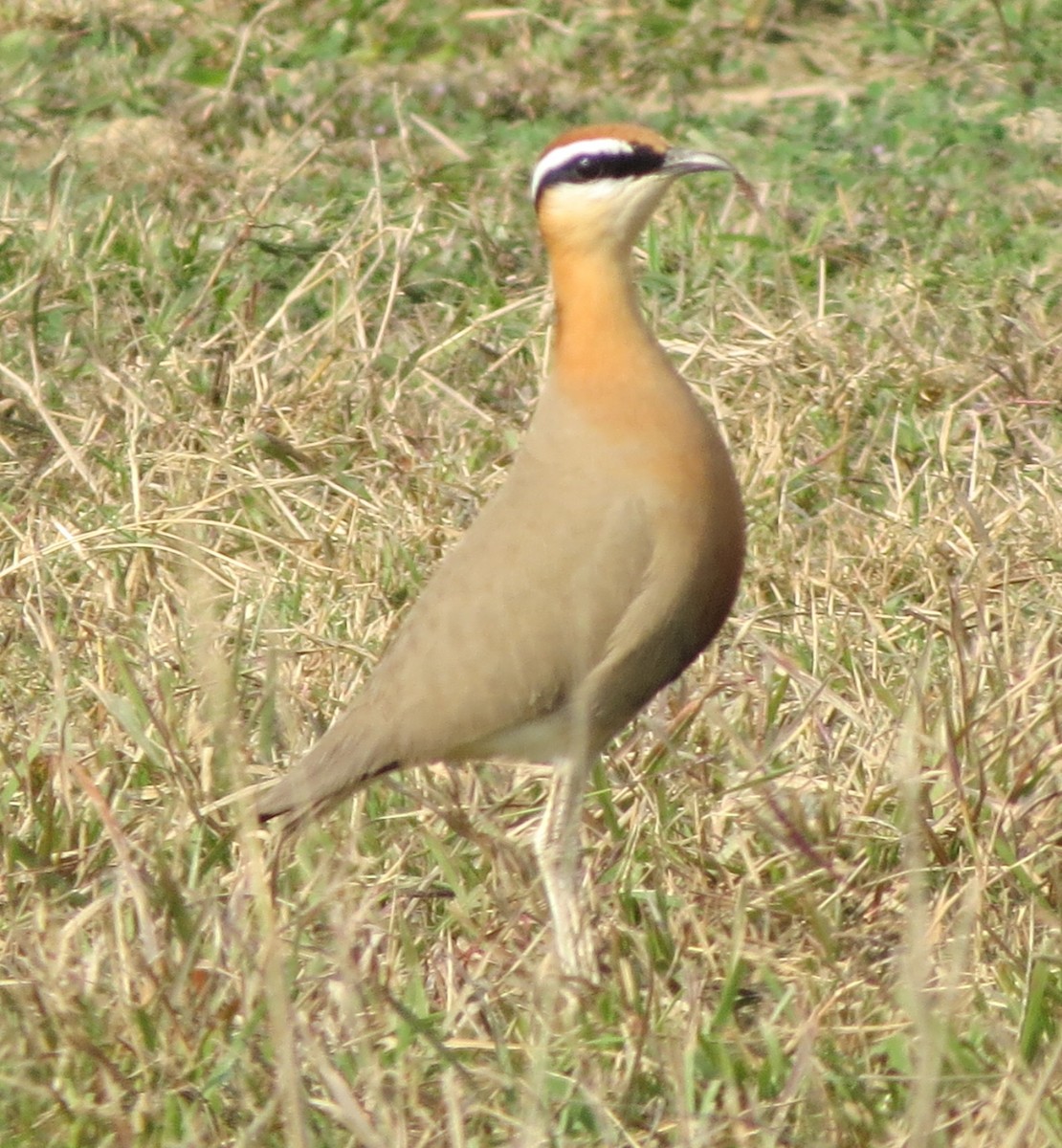 Indian Courser - ML402956381