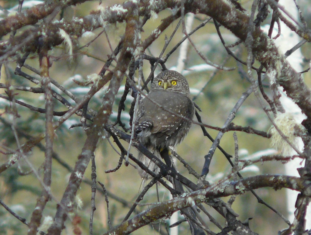 Northern Pygmy-Owl - ML40296141