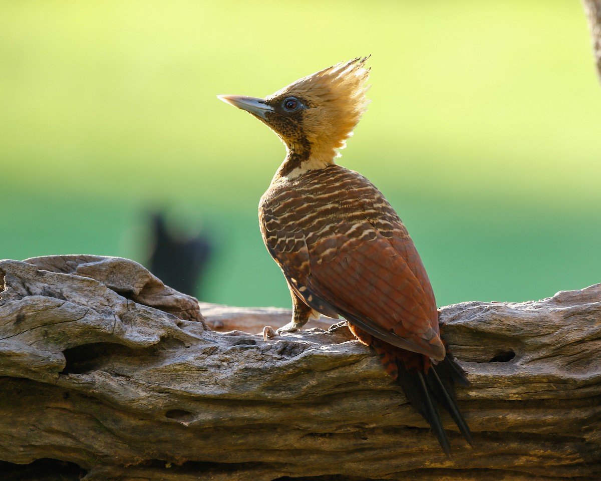 Pale-crested Woodpecker - Silvia Faustino Linhares