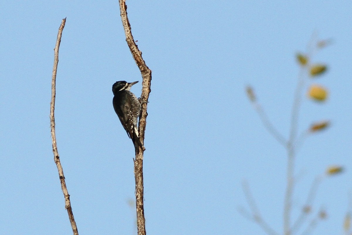 Black-backed Woodpecker - ML40296611