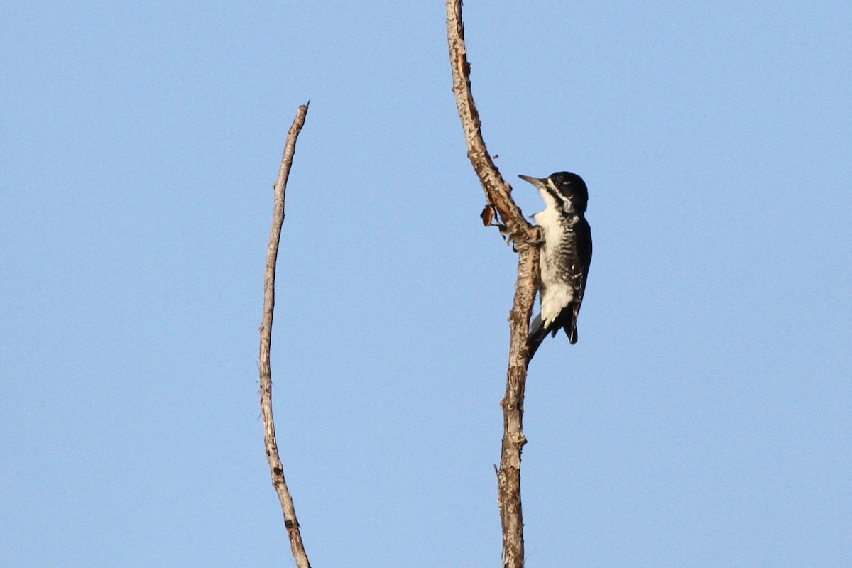Black-backed Woodpecker - ML40296641