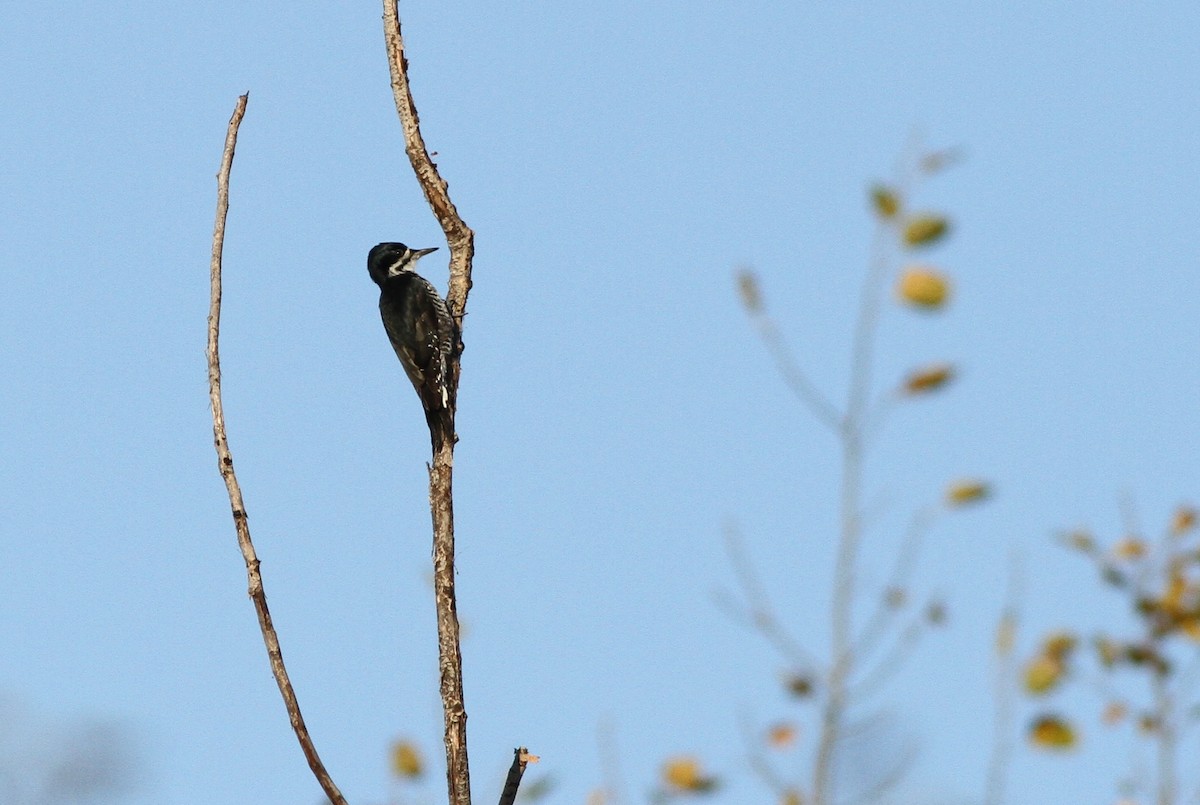 Black-backed Woodpecker - ML40296651