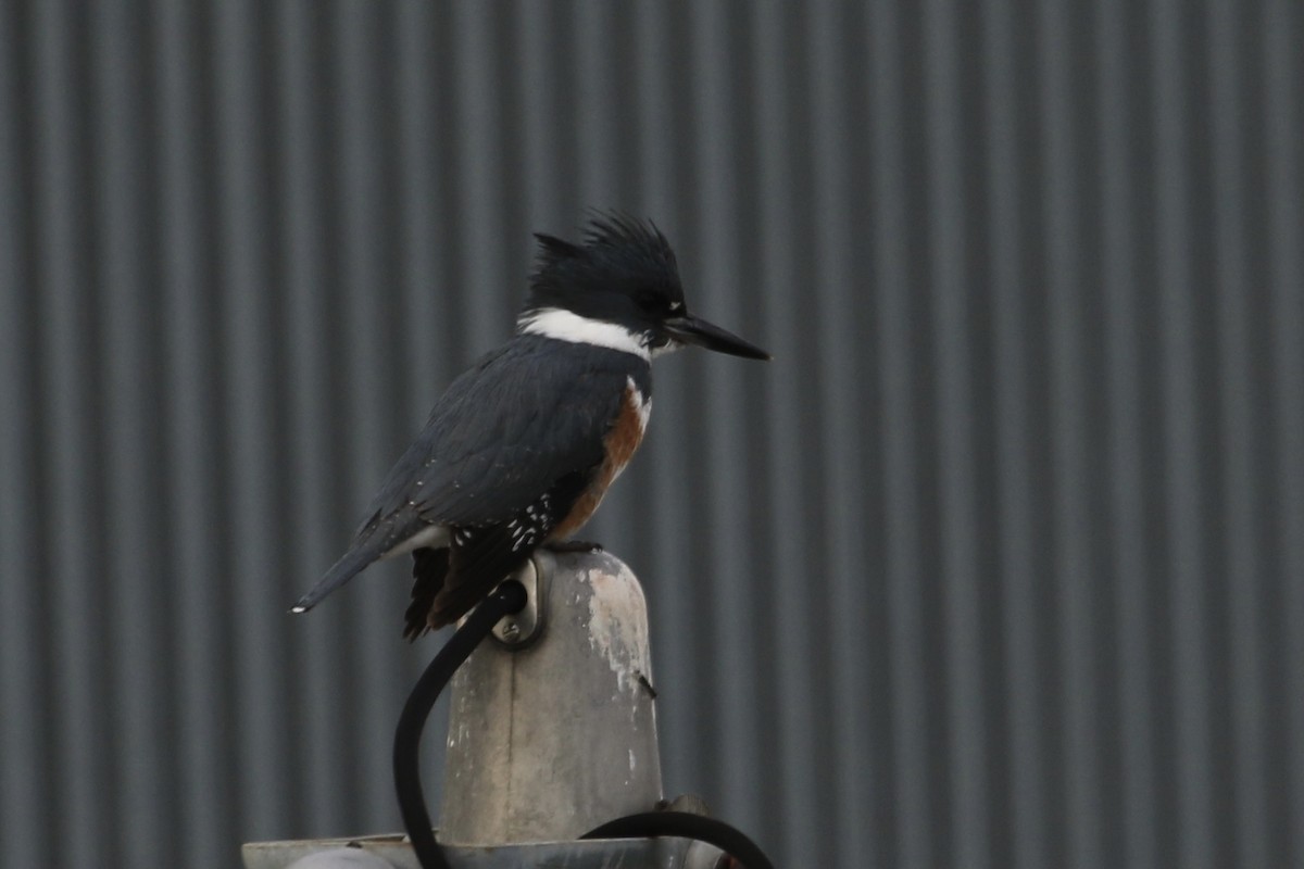Belted Kingfisher - ML402968701