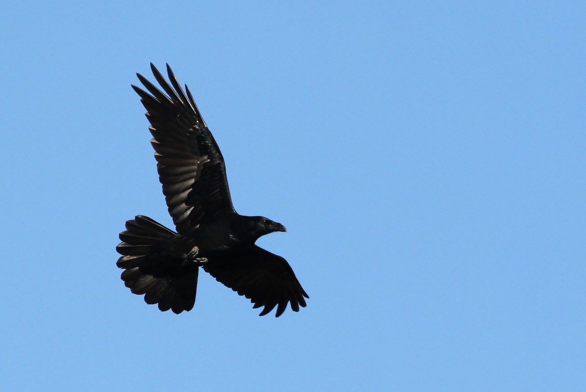 Common Raven - ML40296911