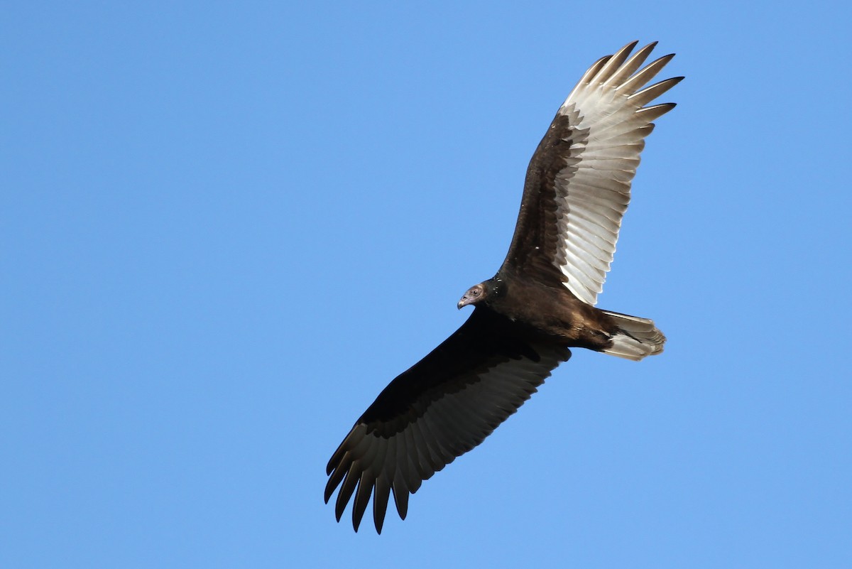 Turkey Vulture - ML40297011