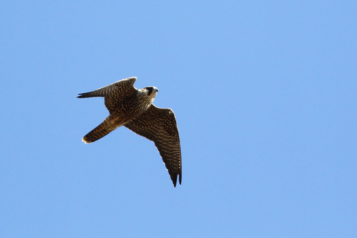 Peregrine Falcon (Tundra) - ML40297131