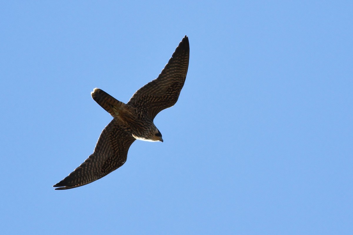 Peregrine Falcon (Tundra) - ML40297151