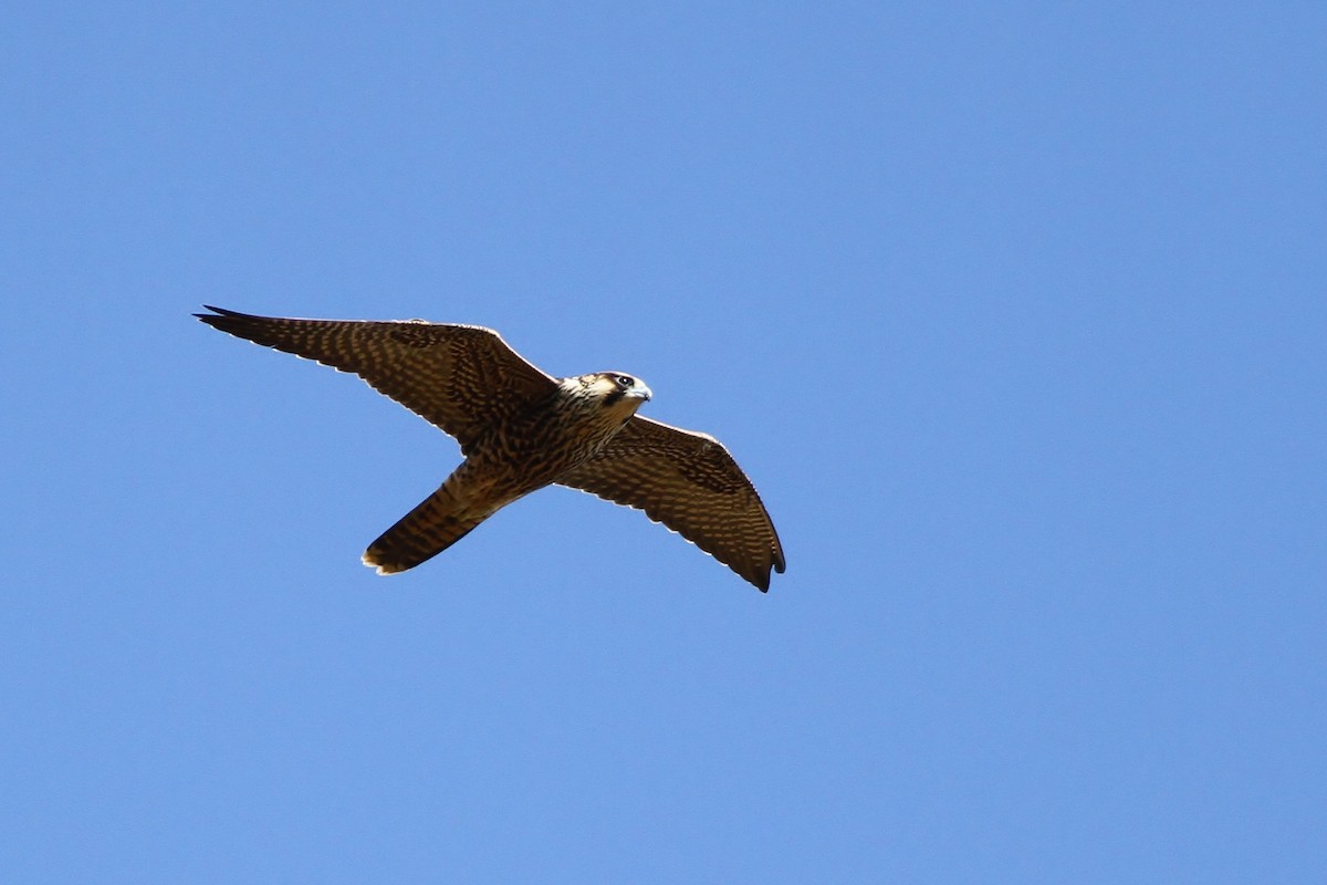 Peregrine Falcon (Tundra) - ML40297171