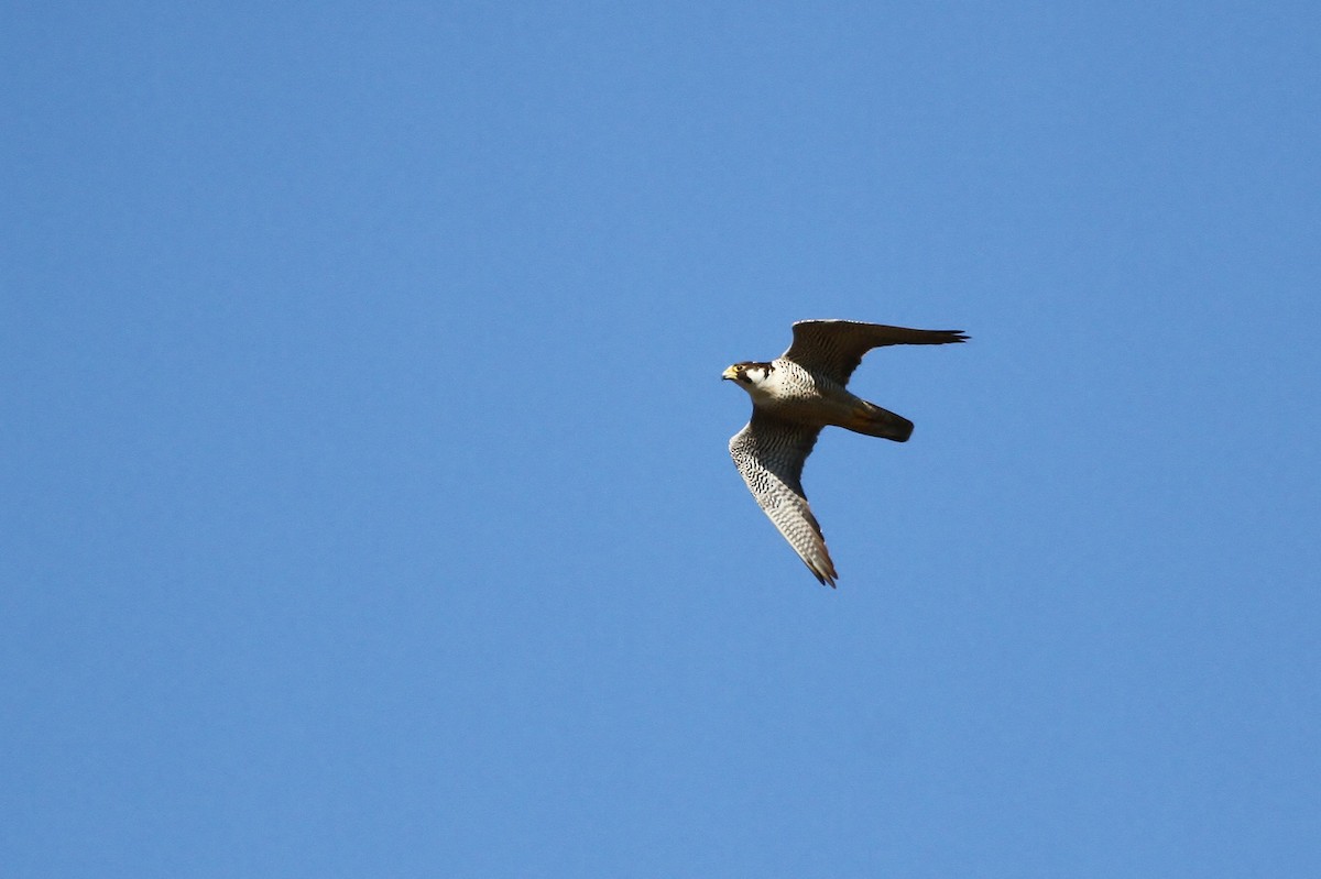 Peregrine Falcon (Tundra) - ML40297211