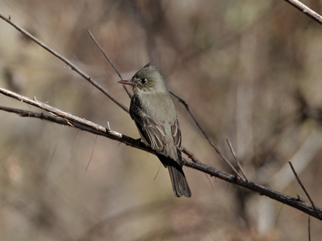 Greater Pewee - Dick Dionne