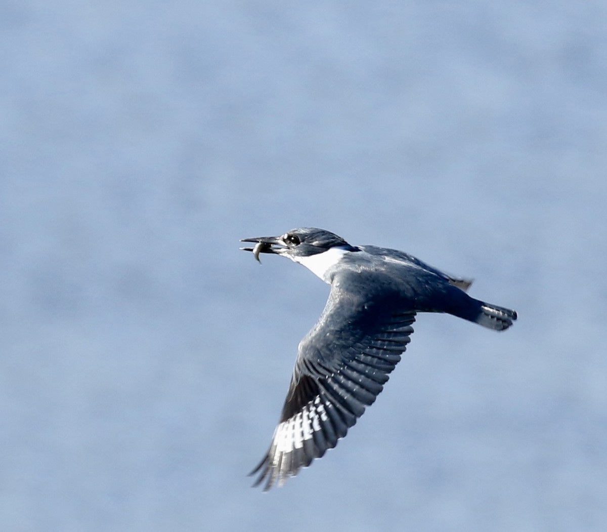 Belted Kingfisher - ML40298021
