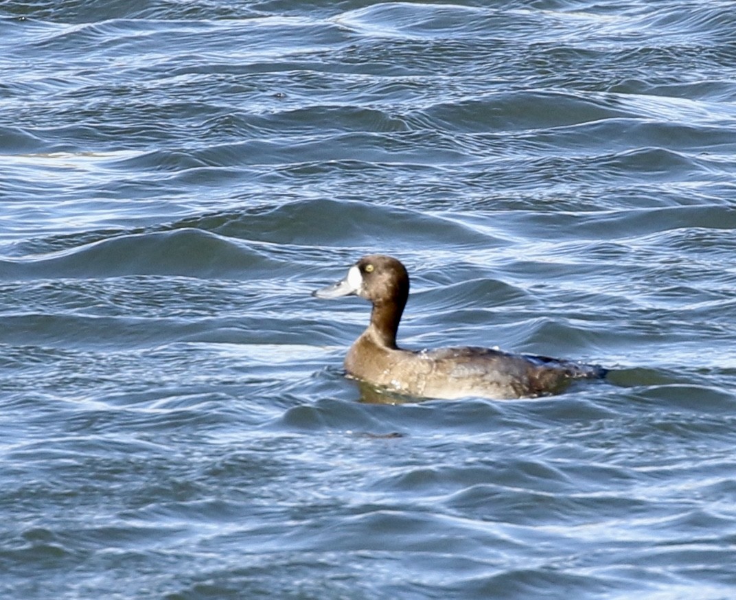Greater Scaup - ML40298221