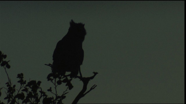 Great Horned Owl - ML402986