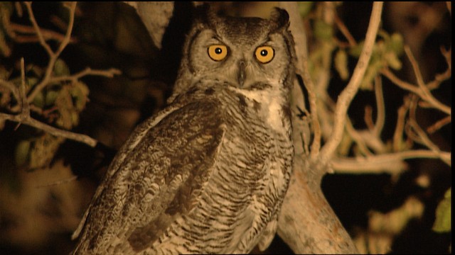 Great Horned Owl - ML402987