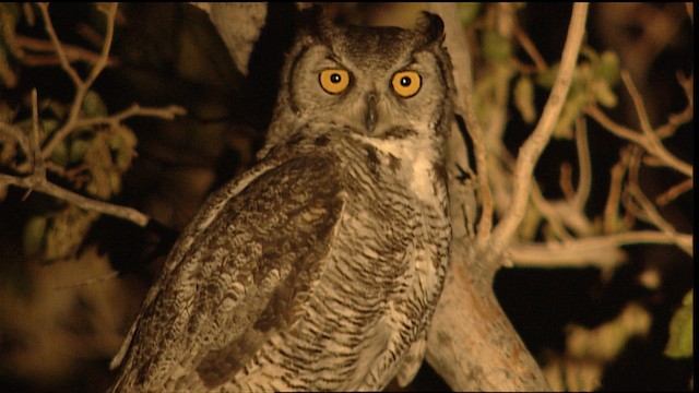  - Great Horned Owl