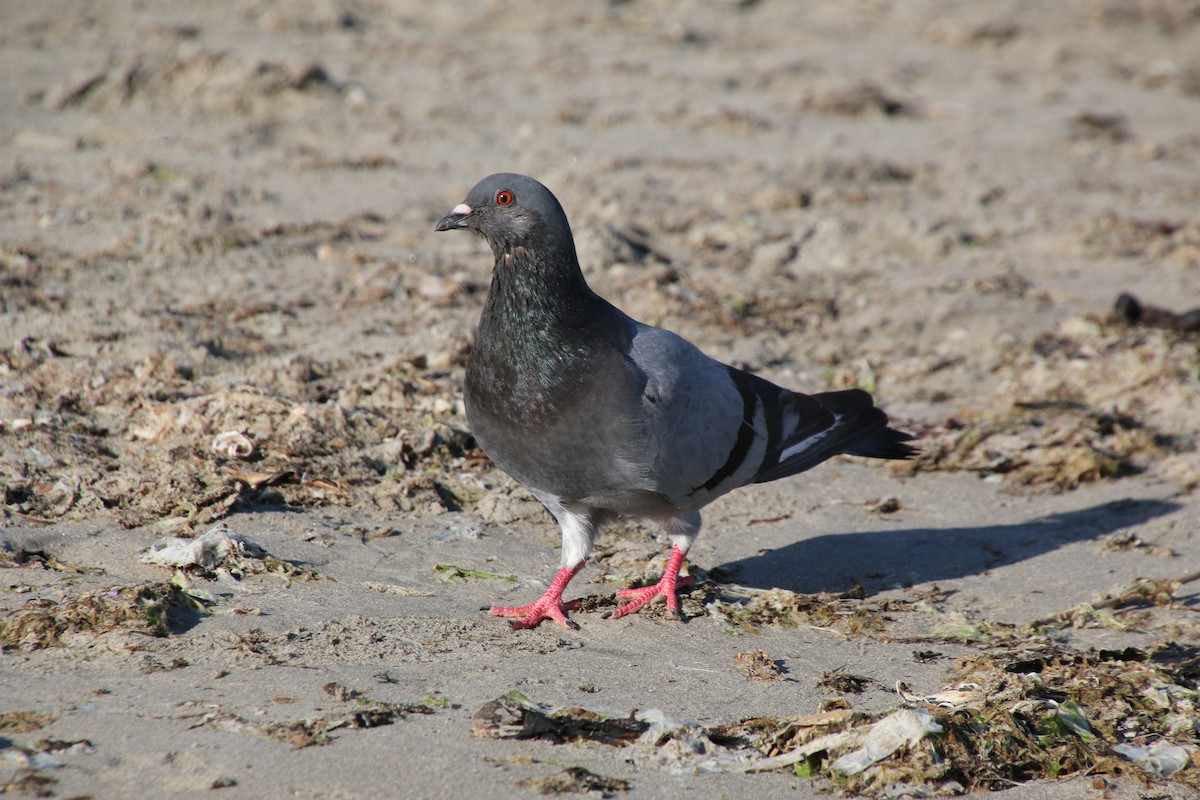 Rock Pigeon (Feral Pigeon) - Sarah rackowski