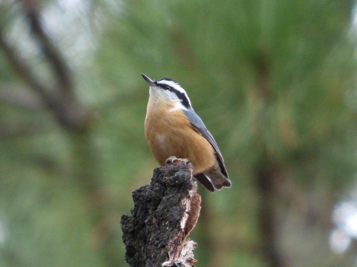 Red-breasted Nuthatch - Craig Johnson