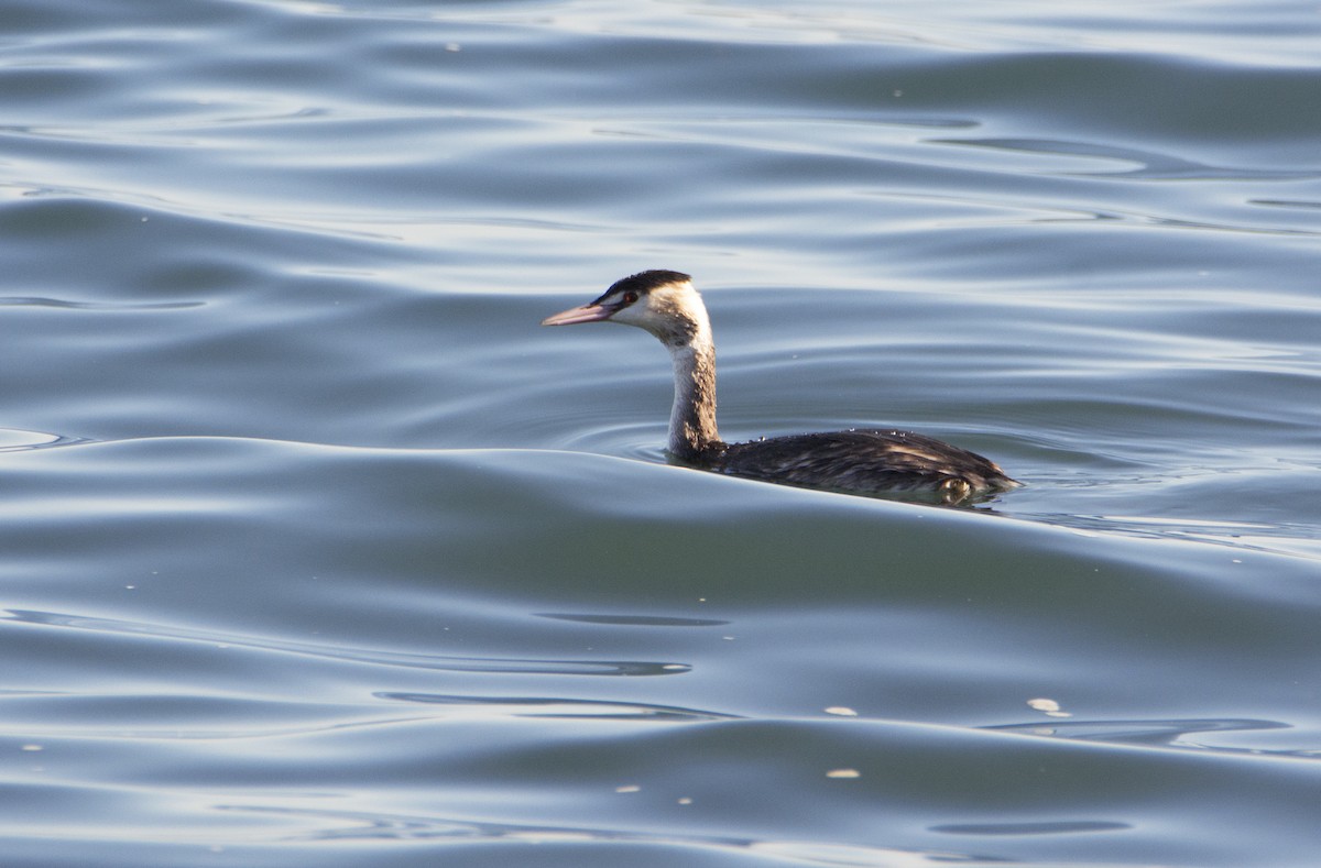 Great Crested Grebe - ML402996121