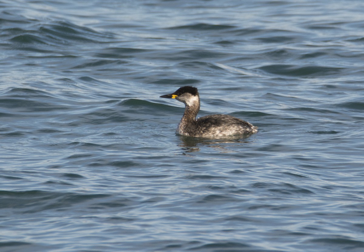 Red-necked Grebe - ML402996181