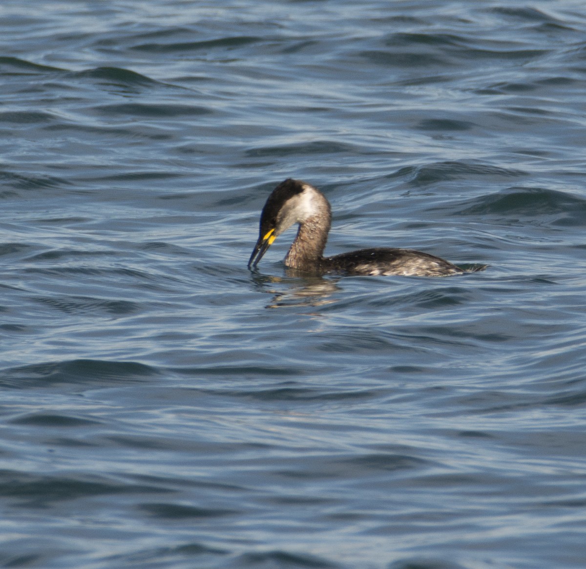 Red-necked Grebe - ML402997001