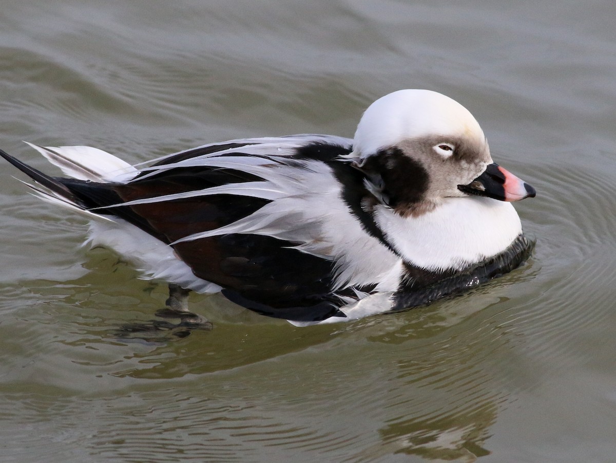 Long-tailed Duck - Mike Wanger