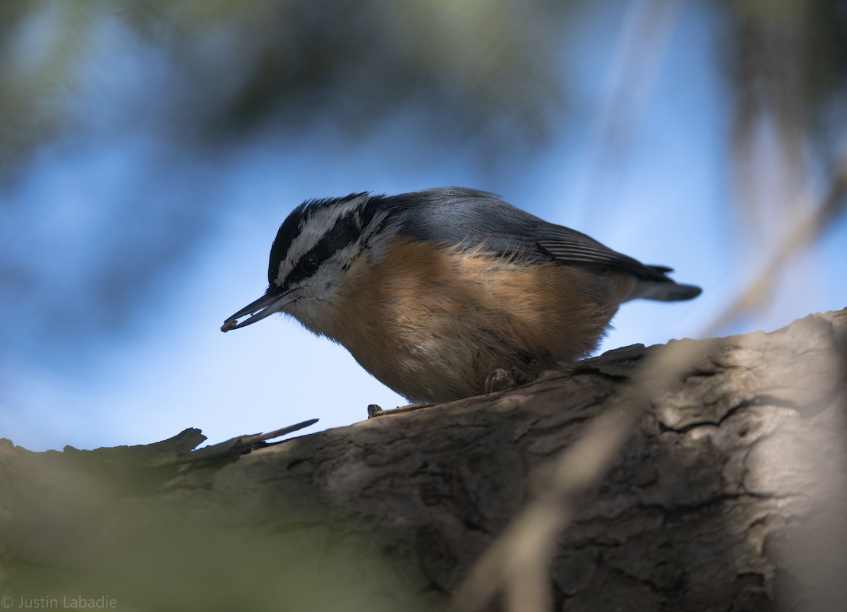 Red-breasted Nuthatch - ML403001221