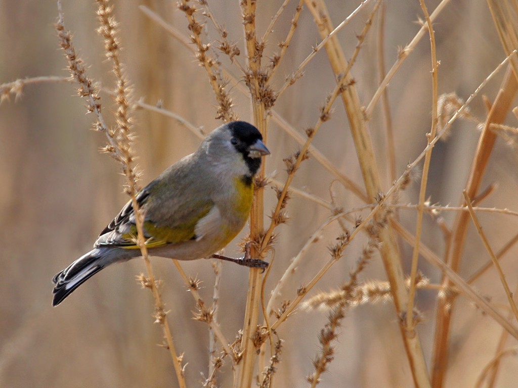 Lawrence's Goldfinch - ML40300521
