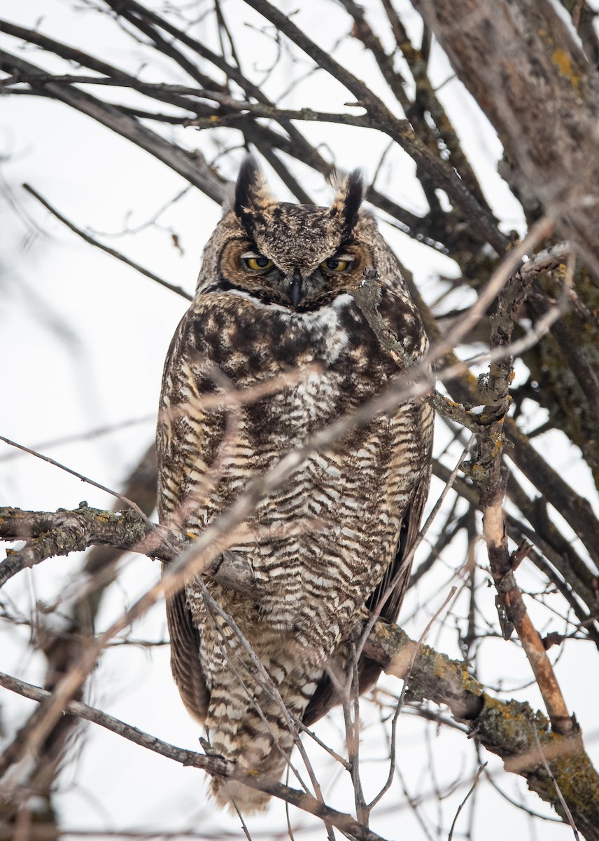 Great Horned Owl - ML403009671