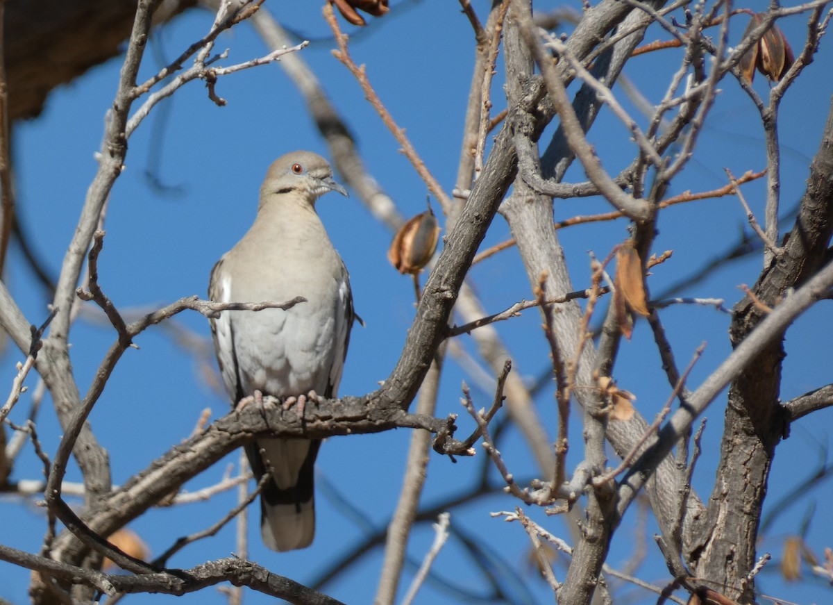 White-winged Dove - ML403010221