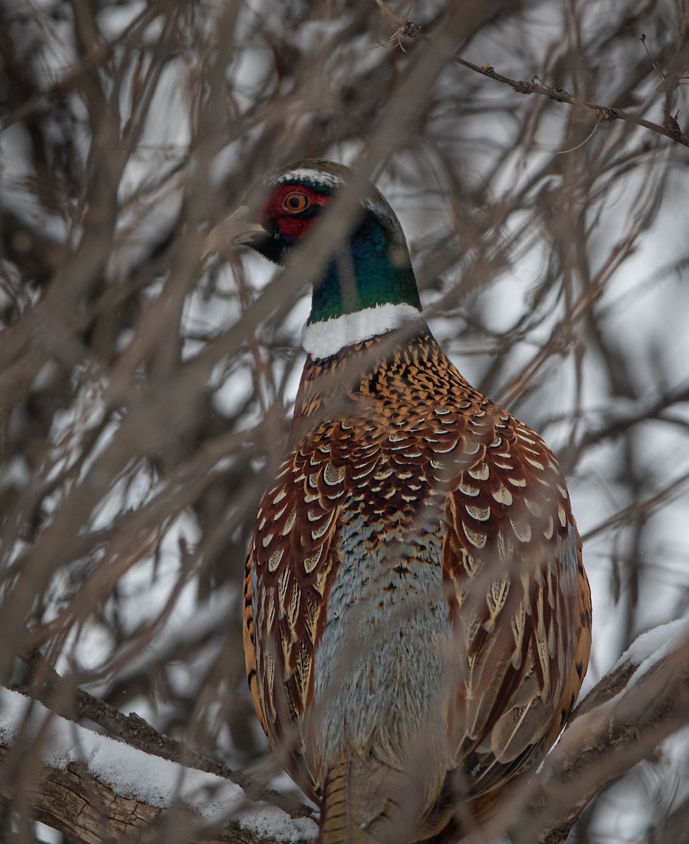 Ring-necked Pheasant - ML403013541