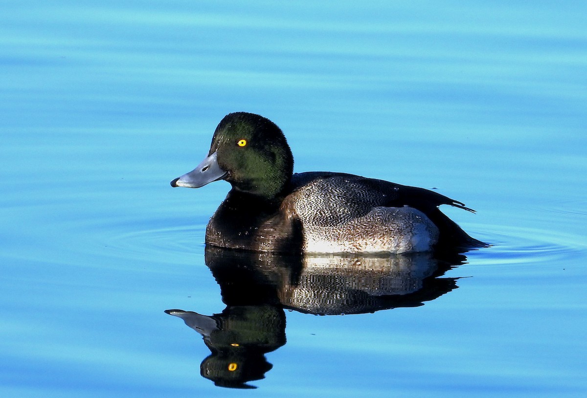 Greater Scaup - ML403018101