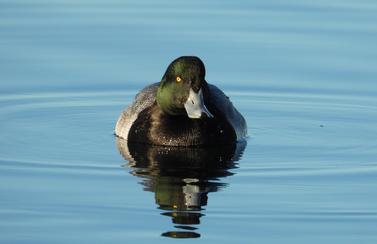 Greater Scaup - ML403018111