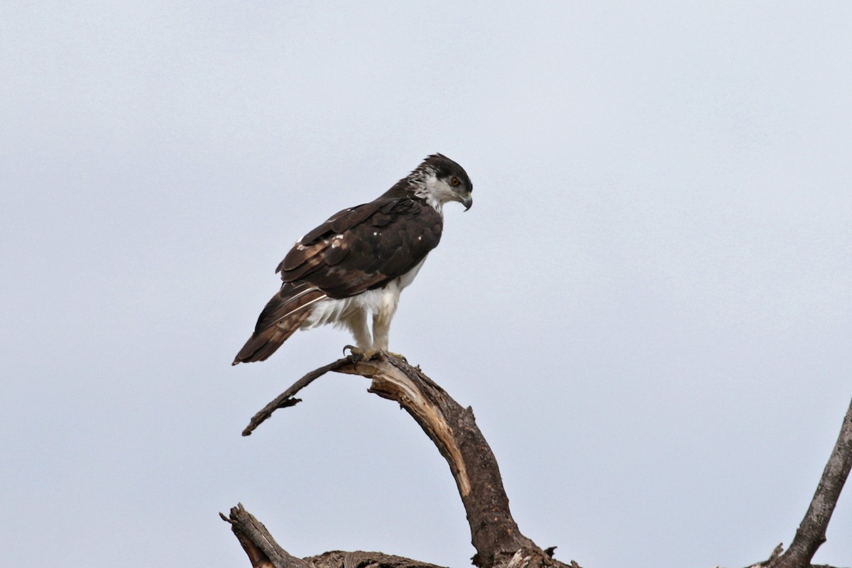 African Hawk-Eagle - Charley Hesse TROPICAL BIRDING